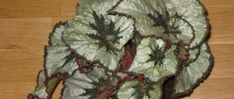 11 bright decorative deciduous begonias that even a beginner can handle growing