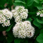 17 Best Ornamental Shrubs for Alkaline Soils