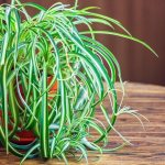 7 problems with growing chlorophytum that can cause the plant to die