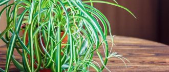 7 проблем выращивания хлорофитума, из-за которых растение может погибнуть