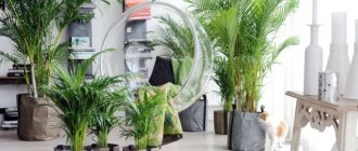 (79 photos) Decorative indoor palm tree in the interior