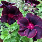 8 unusual varieties of geraniums that will decorate any windowsill