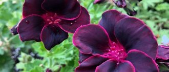 8 unusual varieties of geraniums that will decorate any windowsill