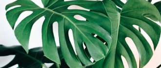 9 Monstera Growing Problems That Are Easy to Handle