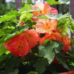 Abutilon Juliet