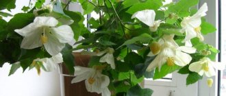 Abutilon indoor maple variety Bella