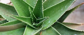 Agave