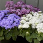 ageratum planting and care photo