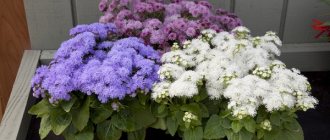 ageratum planting and care photo