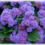 Ageratum