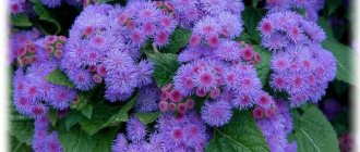 Ageratum