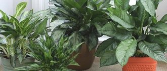 aglaonema types and photos