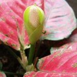 Aglaonema