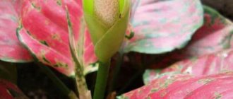 Aglaonema