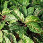 Aglaonema