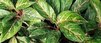 Aglaonema