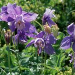 Aquilegia alpine photo