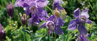 Aquilegia alpine photo