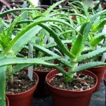 Aloe arborescens