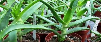 Aloe arborescens