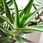 Aloe Arborescens