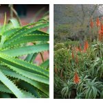 Aloe arborescens (Agave) / Aloe arborescens in nature