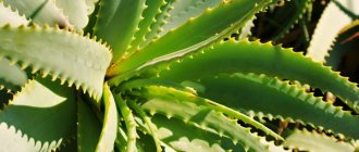 aloe vera care