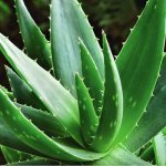 aloe