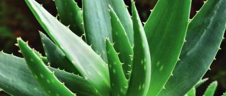 aloe