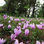 alpine violet