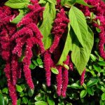 Amaranth