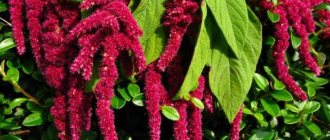 Amaranth