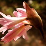 amaryllis belladonna