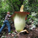 Amorphophallus in the wild