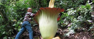 Amorphophallus in the wild