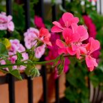 Ampelous geranium Summer rain