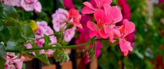 Ampelous geranium Summer rain