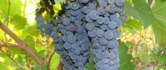 Амурский виноград
