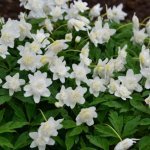 Oak anemone - a delicate and fragile beauty with snow-white flowers