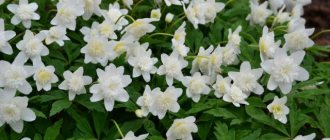 Oak anemone - a delicate and fragile beauty with snow-white flowers