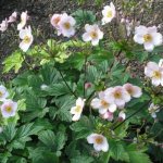 Japanese anemone is a delicate autumn beauty that is not afraid of frost