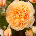 English rose Crown Princess Margareta (Crown Princess Margareta)