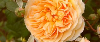 English rose Crown Princess Margareta (Crown Princess Margareta)