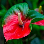 Anthurium Rubens