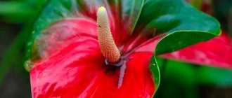 Anthurium Rubens