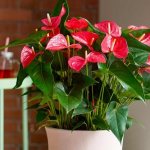 Anthurium: home care, propagation and transplantation