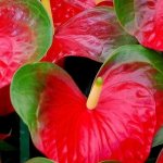 Anthurium