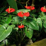 Anthurium