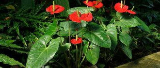 Anthurium