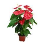 Anthurium